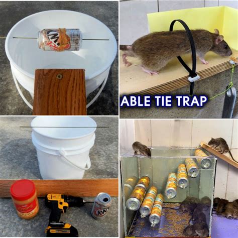 Bucket lid mouse trap - Product Description. Step 1: Prepare a 5-gallon bucket, put food (nuts, biscuits), and smear peanut butter on the back of the mousetrap lid. Step 2, put it where the rat appeared and wait for the rat to enter the trap. Product information. B09XXXW6ZF. 